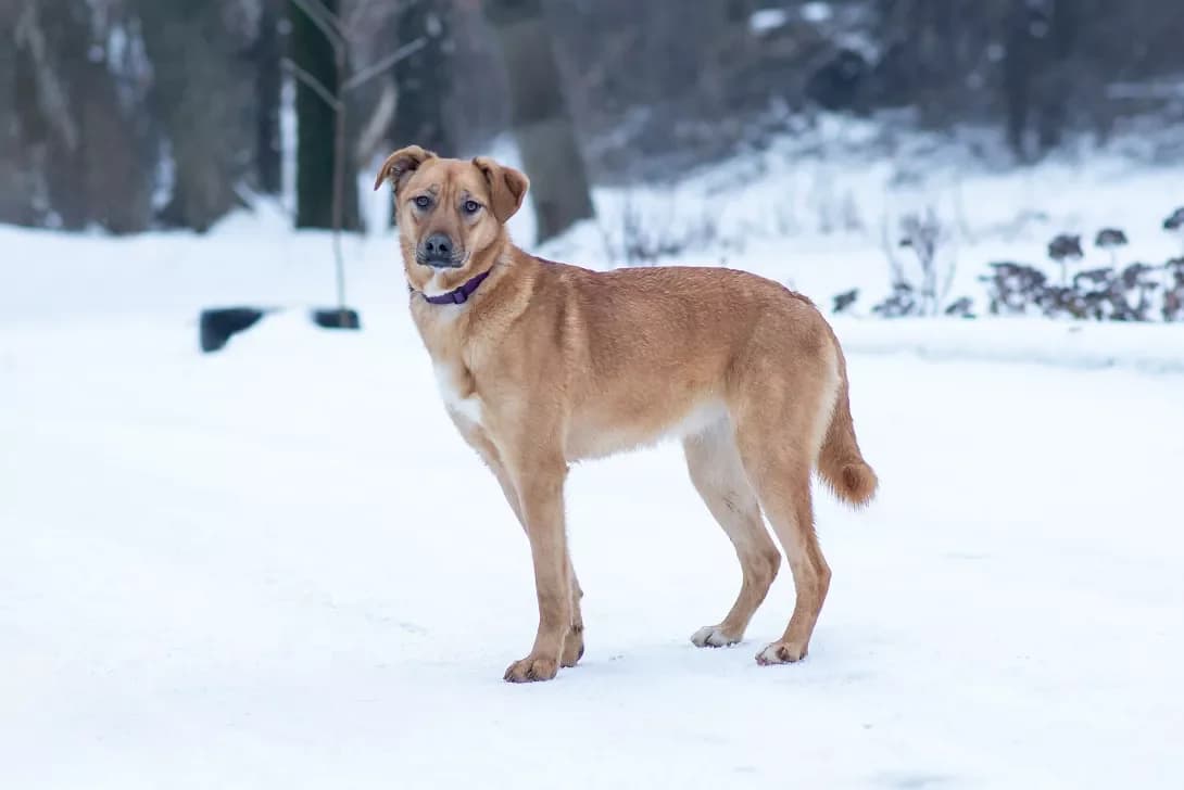Edis (Едіс), Mixed Breed (Happy Paw Kyiv Oblast)