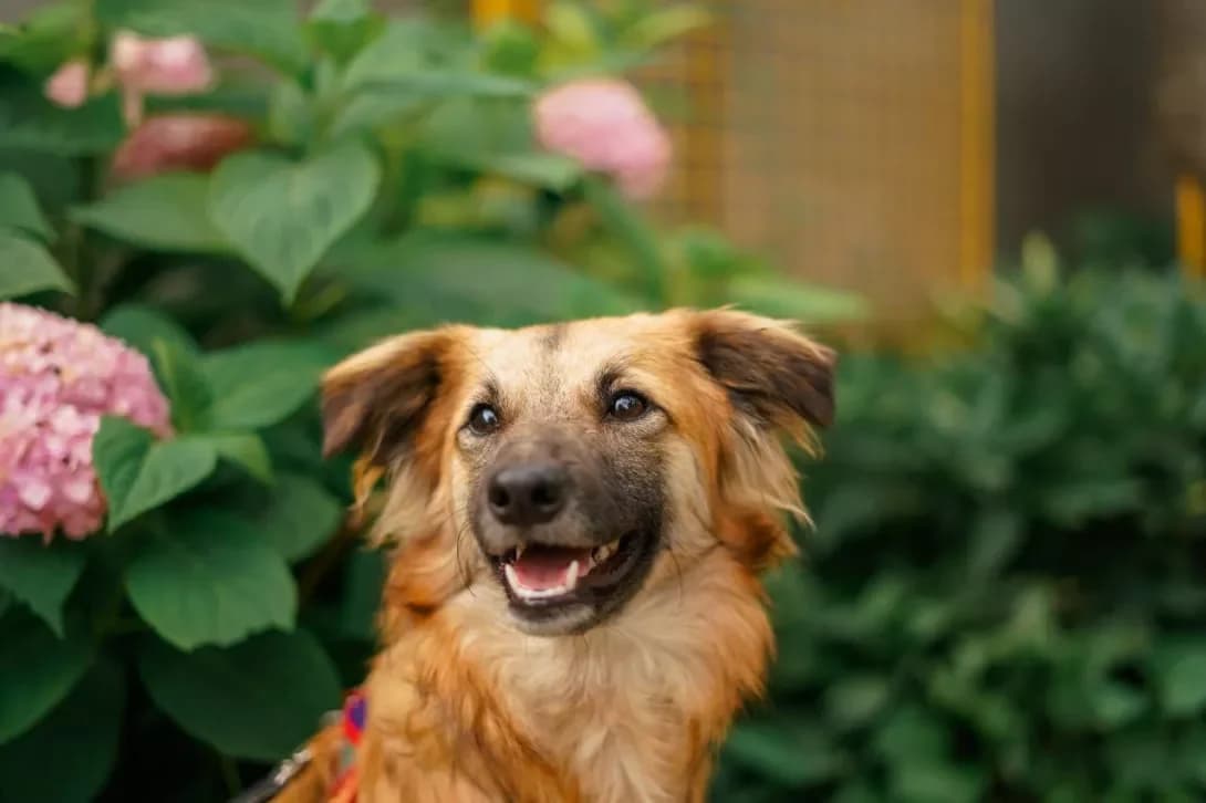 Foksi (Фоксі), female young Mixed Breed for adoption at Happy Paw Kyiv