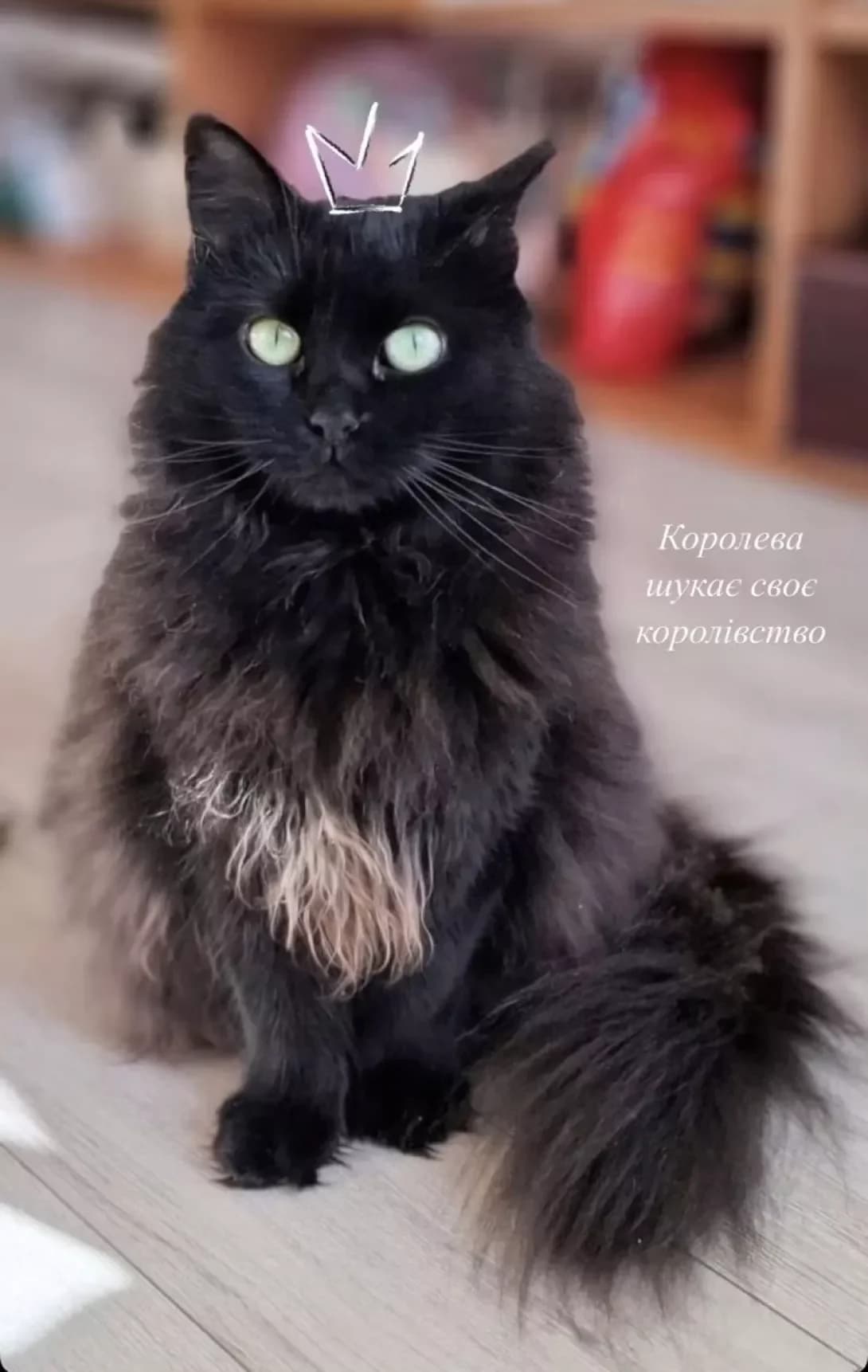 Izabella (Ізабелла), Mixed Breed (Happy Paw Kyiv)