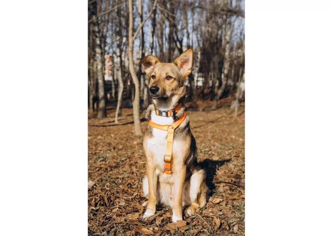 Skay (Скай), male young Mixed Breed for adoption at Happy Paw Chernivtsi Oblast