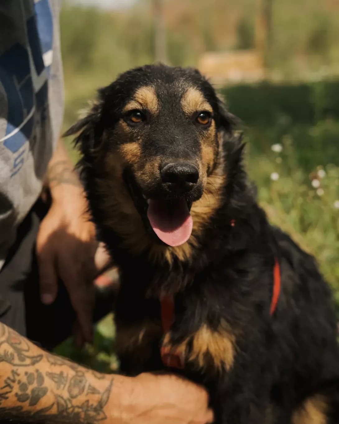 Trey (Трей), male young Mixed Breed for adoption at Happy Paw Kyiv