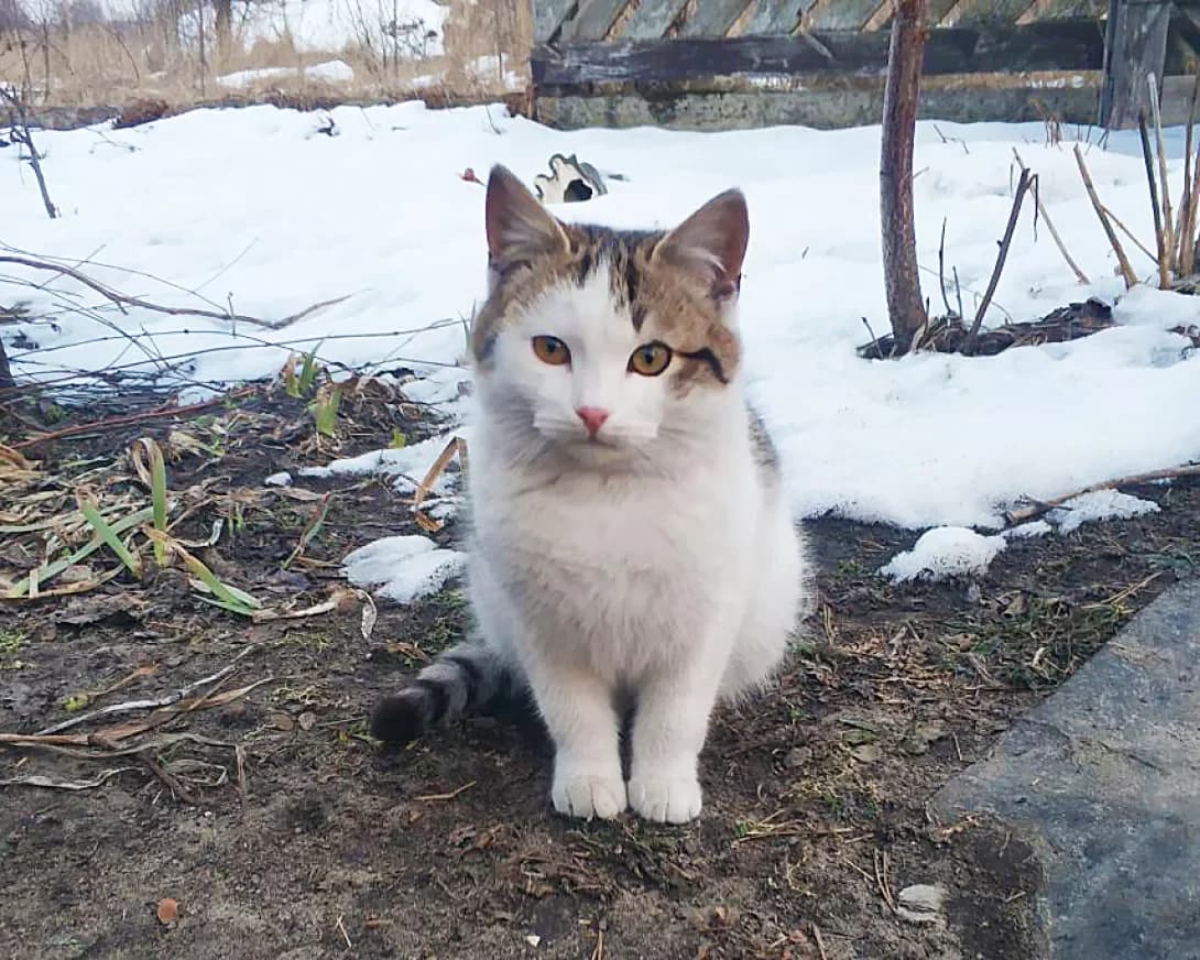 Marsel (Марсель), Mixed Breed (Happy Paw Kyiv)