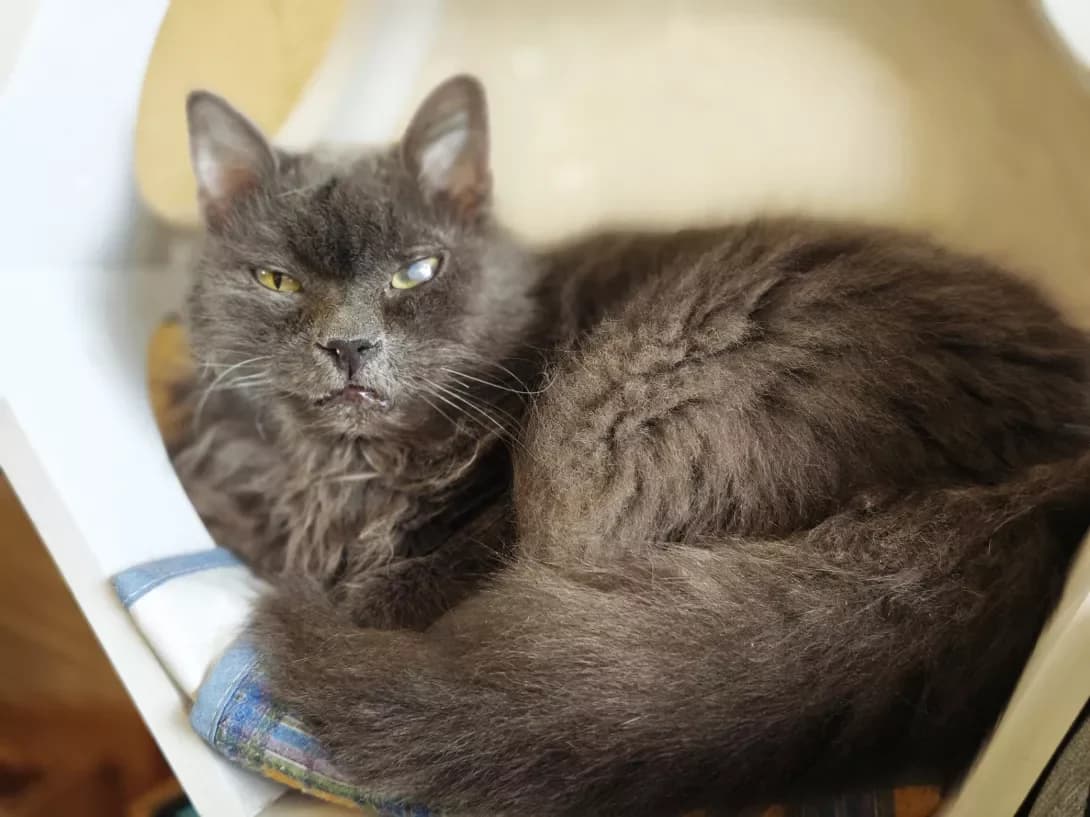 Feliks (Фелікс), Mixed Breed (Happy Paw Kyiv)