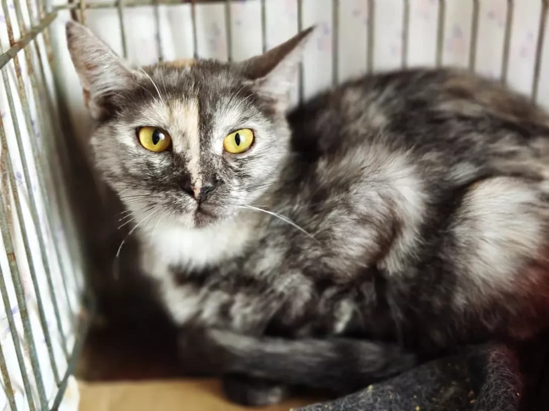 Silva (Сільва), Mixed Breed (Happy Paw Kyiv)
