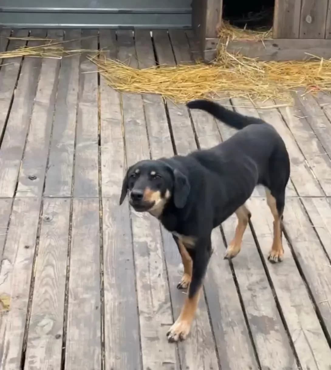 Dzhessi (Джессі), Mixed Breed (Happy Paw Kyiv Oblast)