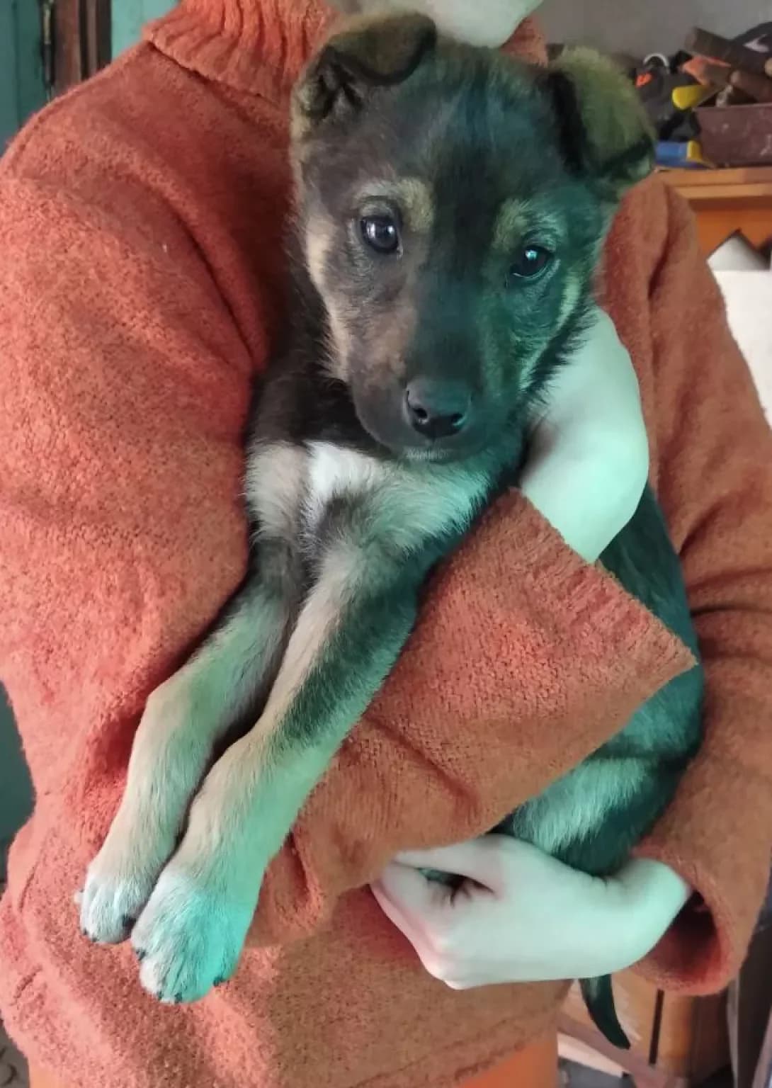 Basya (Бася), Mixed Breed (Happy Paw Dnipro)