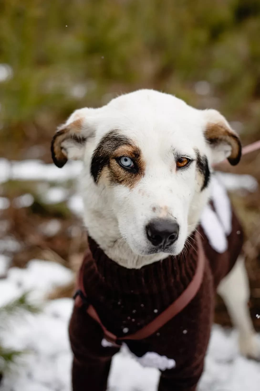 Mistik (Містік), Mixed Breed (Happy Paw Kyiv Oblast)