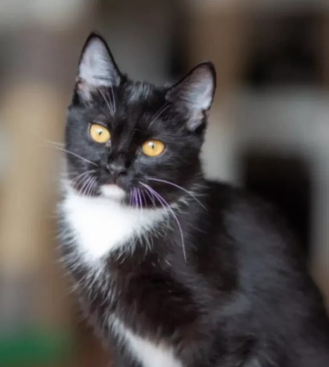 Panda (Панда), Mixed Breed (Happy Paw Kyiv)