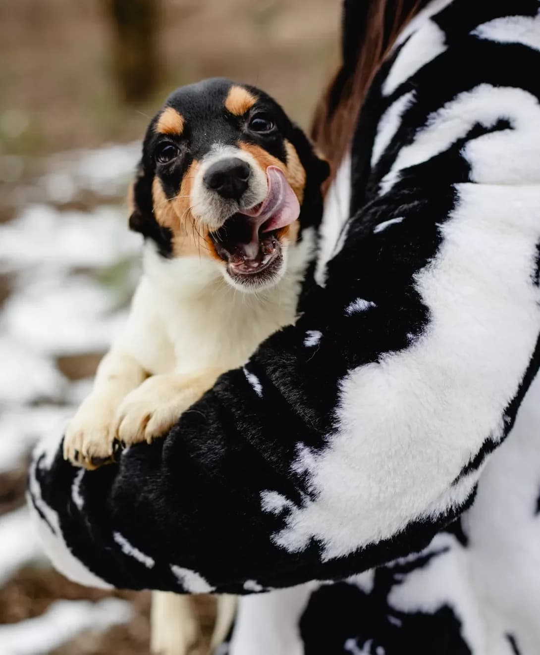 Riko (Ріко), Mixed Breed (Happy Paw Kyiv Oblast)