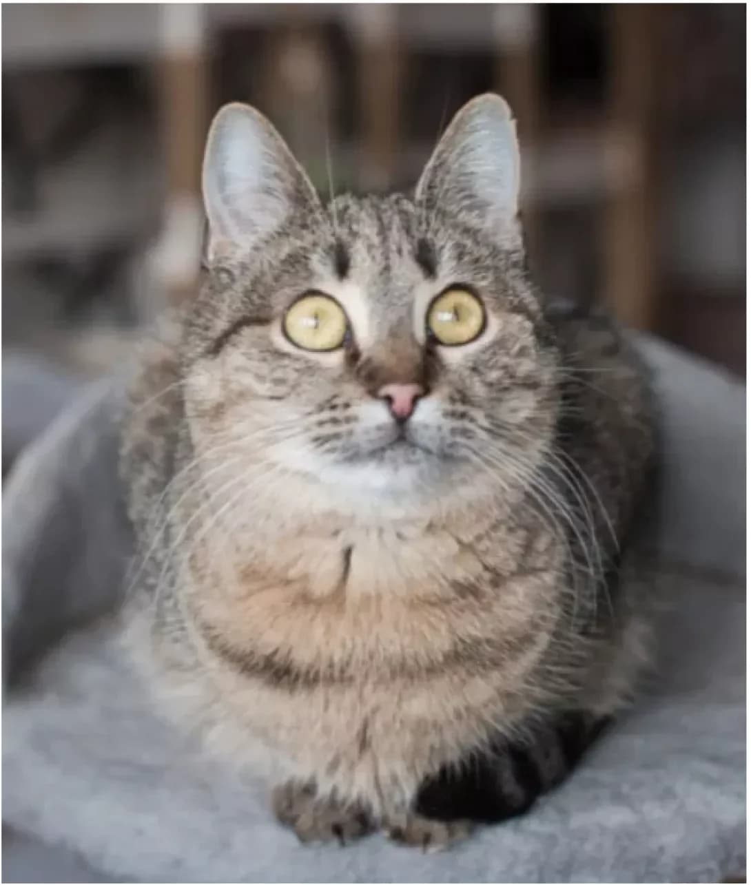 Yula (Юла), Mixed Breed (Happy Paw Kyiv)