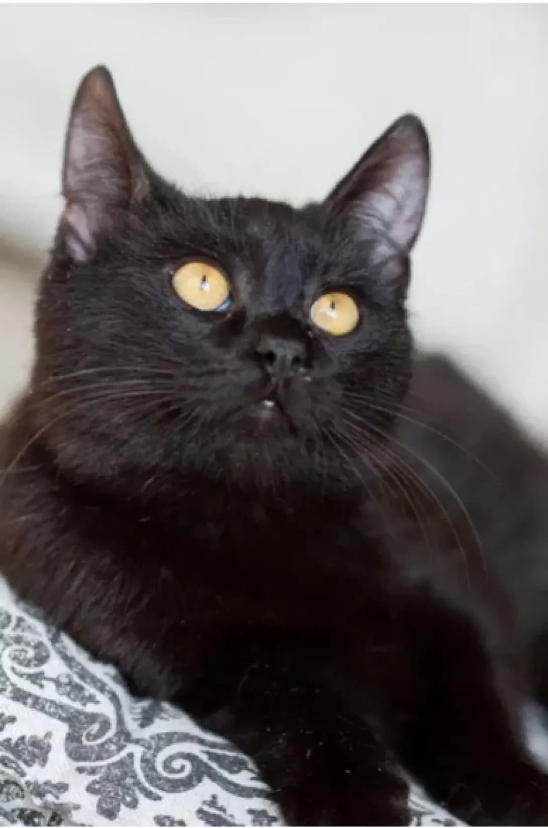 Basya (Бася), Mixed Breed (Happy Paw Kyiv)