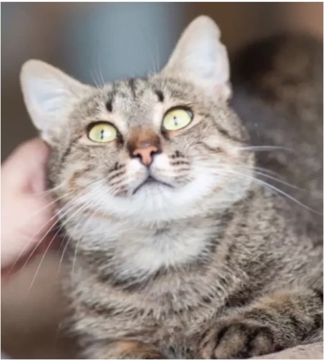 Tabbi (Таббі), Mixed Breed (Happy Paw Kyiv)
