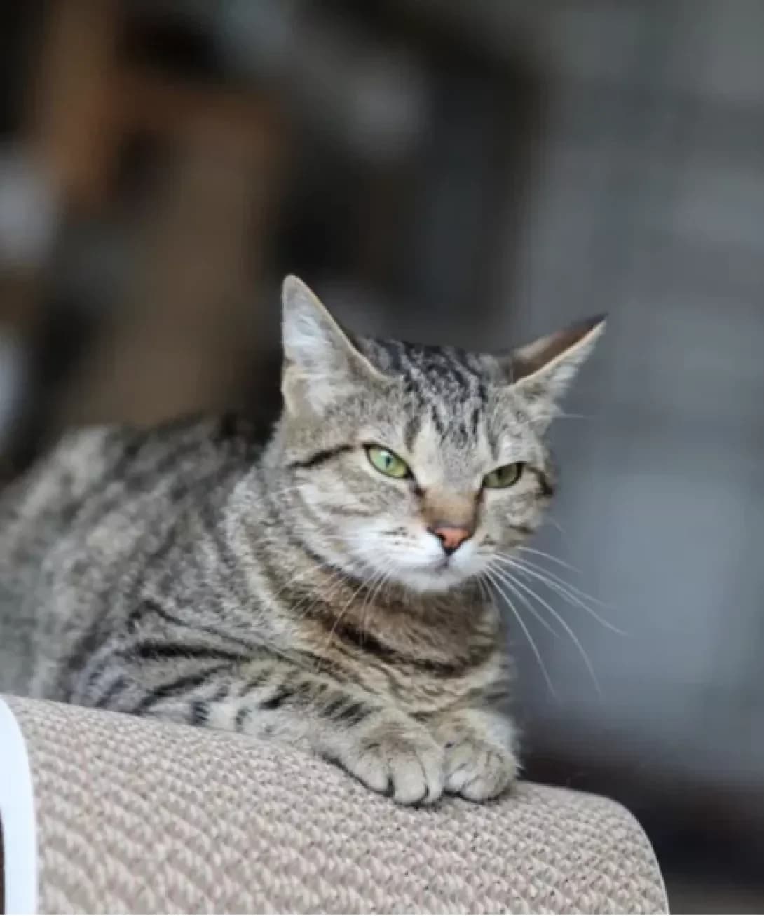 Alisa (Аліса), Mixed Breed (Happy Paw Kyiv)
