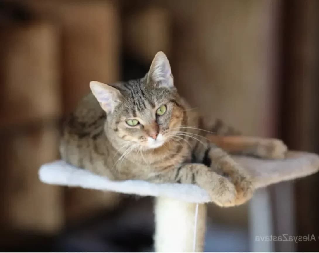 Marsi (Марсі), Mixed Breed (Happy Paw Kyiv)