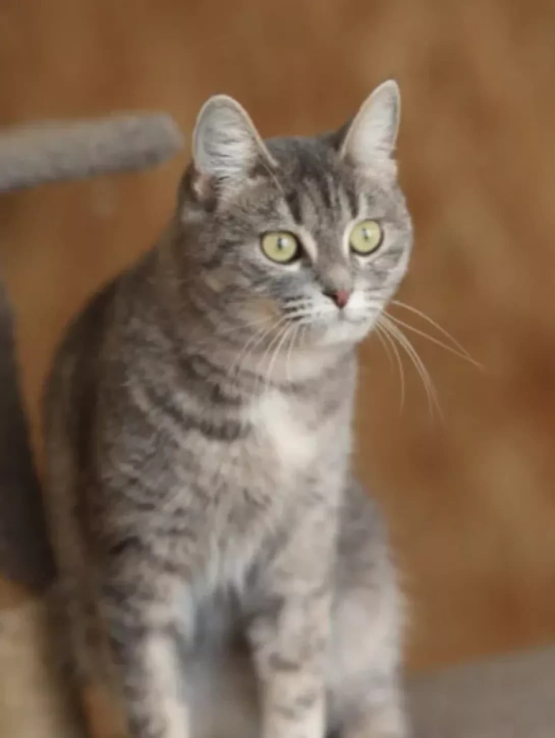 Korsa (Корса), Mixed Breed (Happy Paw Kyiv)