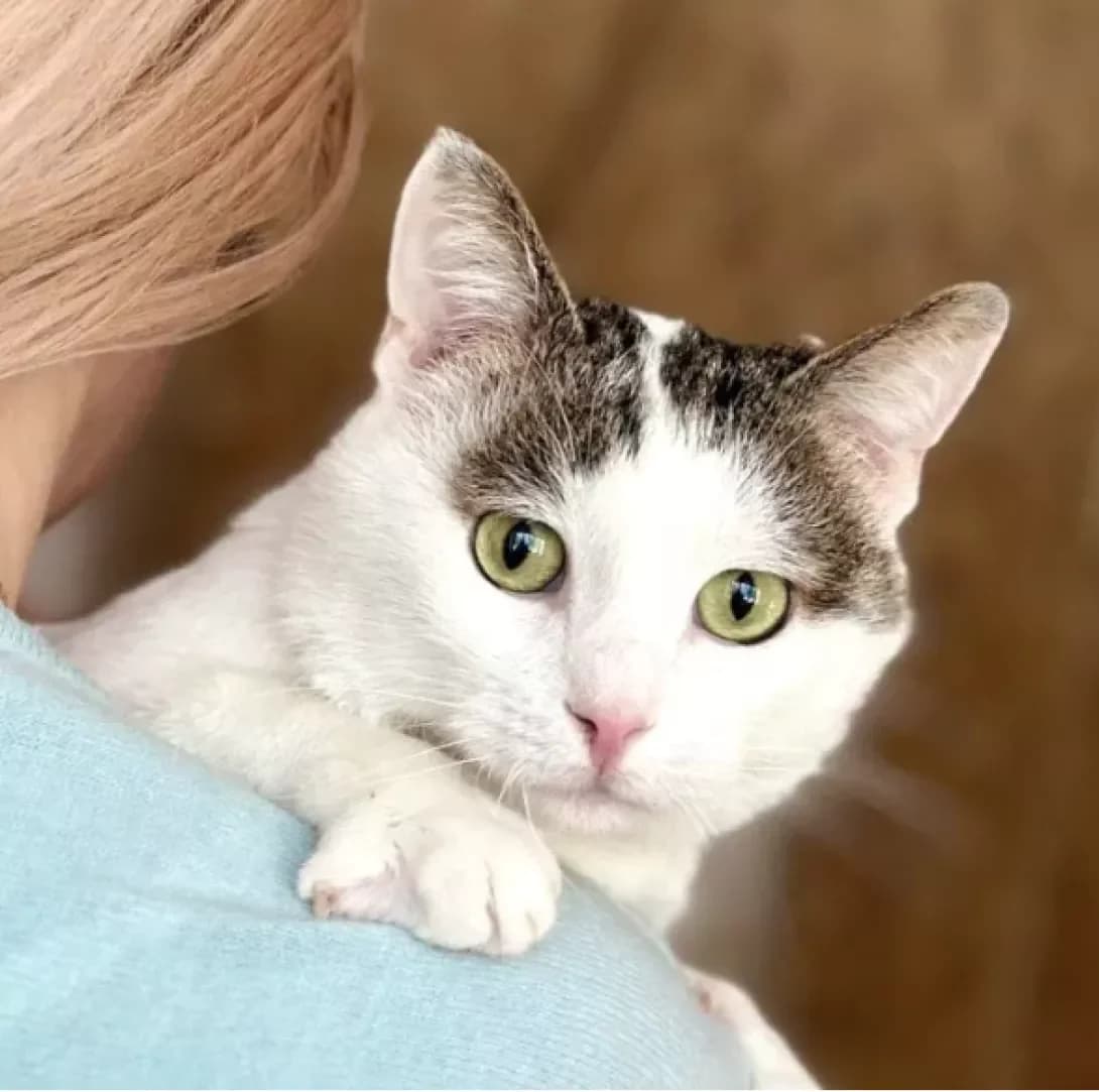 Elvin (Елвін), Mixed Breed (Happy Paw Kyiv)