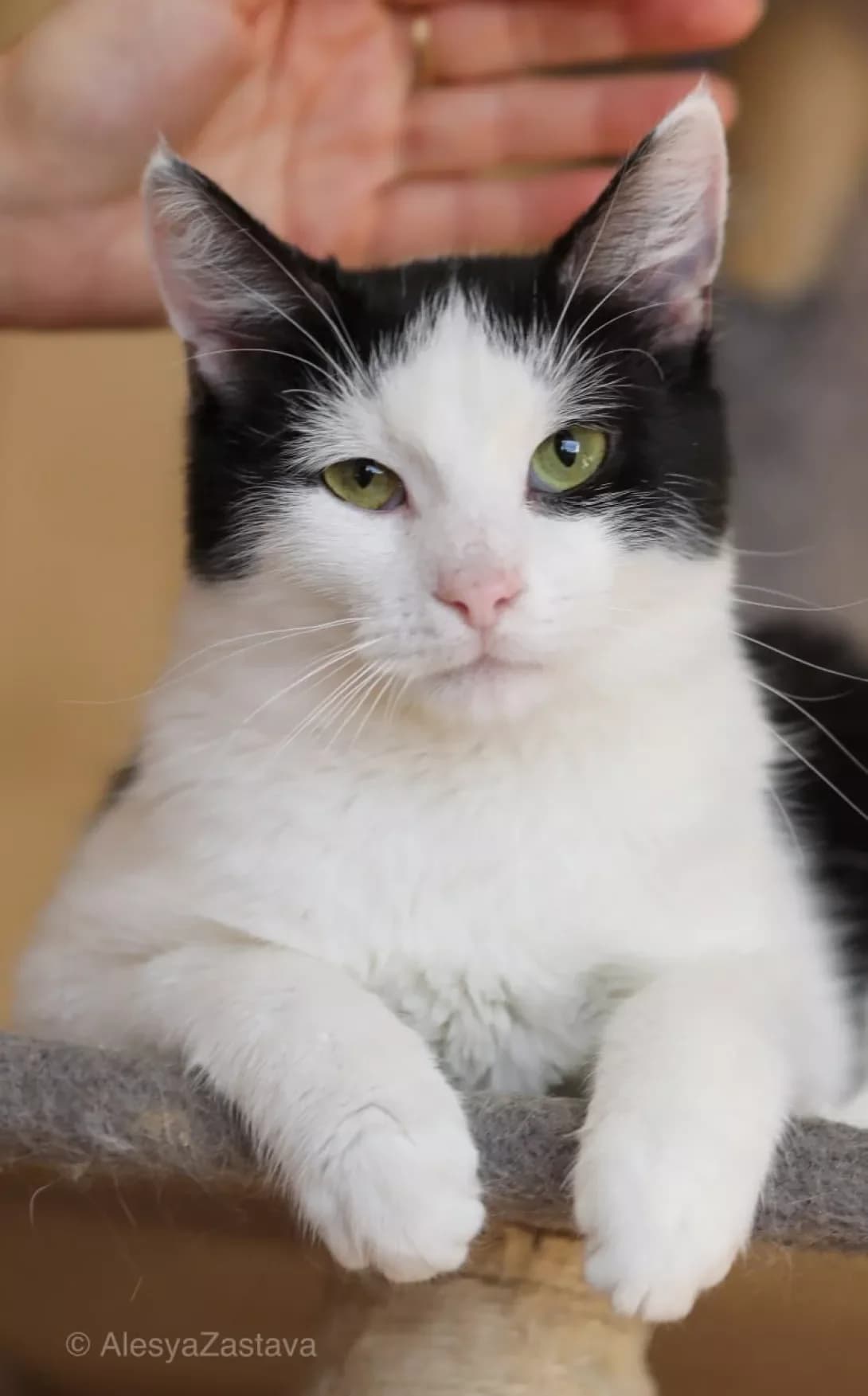 Diksi (Діксі), Mixed Breed (Happy Paw Kyiv)