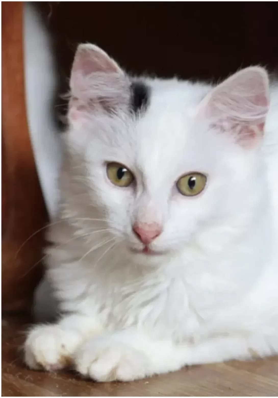 Dobbi (Доббі), Mixed Breed (Happy Paw Kyiv)