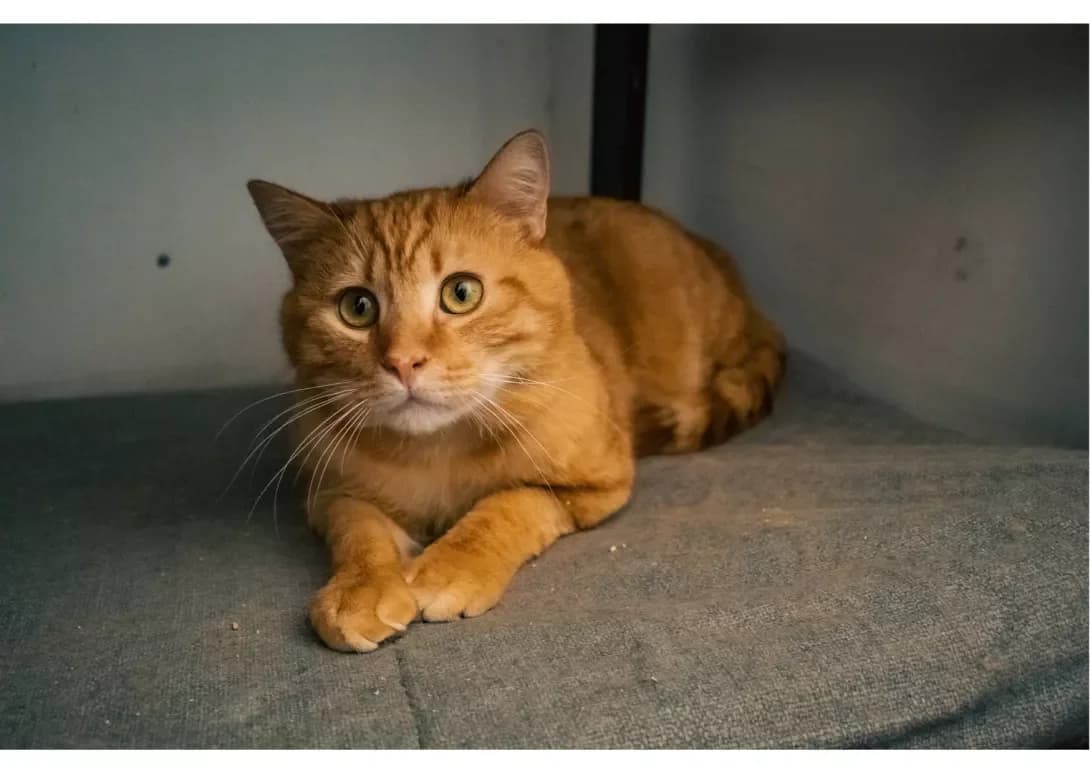 Martin (Мартін), Mixed Breed (Happy Paw Kyiv)