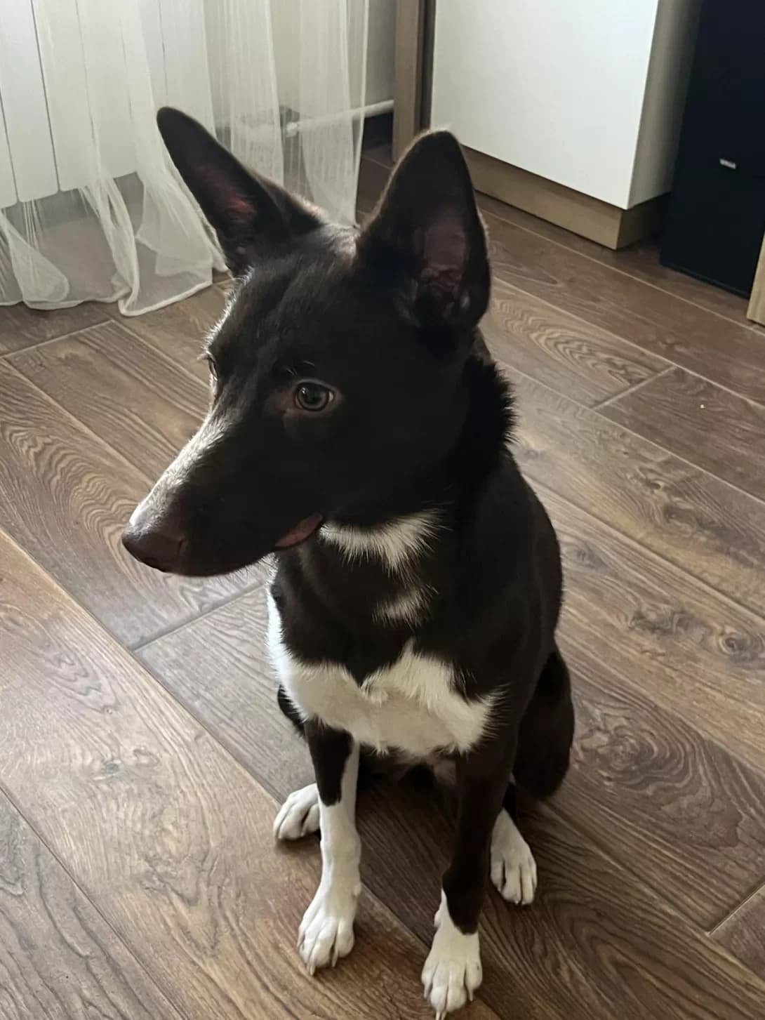Milka (Мілка), female young Mixed Breed for adoption at Happy Paw Kyiv