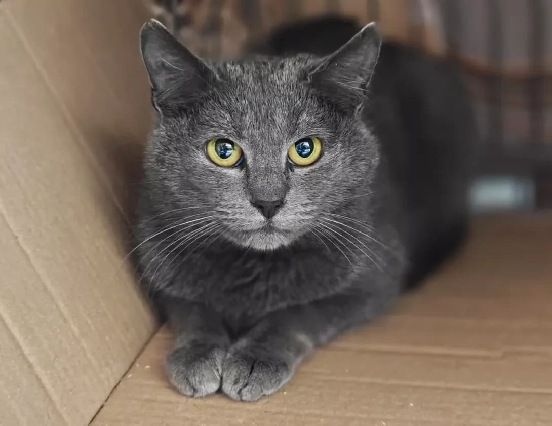 Mishka (Мишка), Mixed Breed (Happy Paw Kyiv)