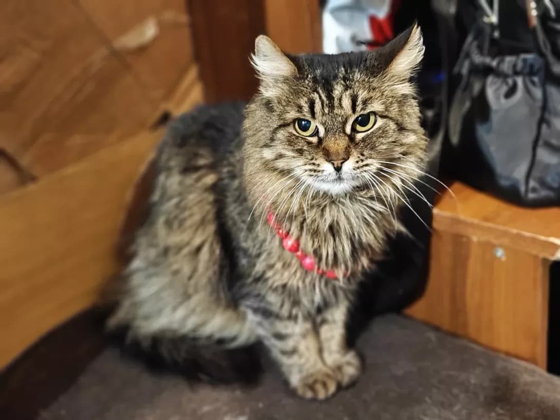 Siba (Сіба), Mixed Breed (Happy Paw Kyiv)
