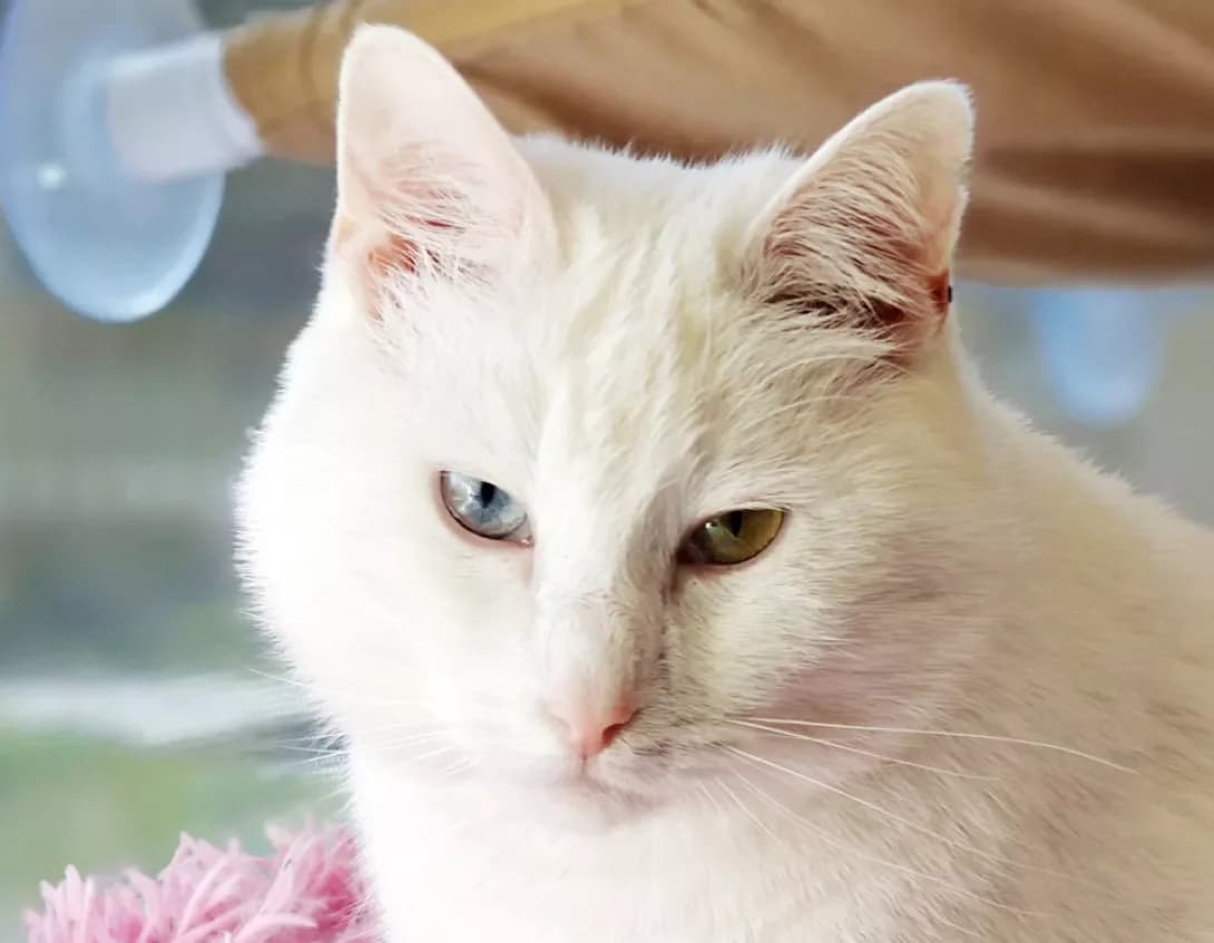 Nord (Норд), Mixed Breed (Happy Paw Kyiv)