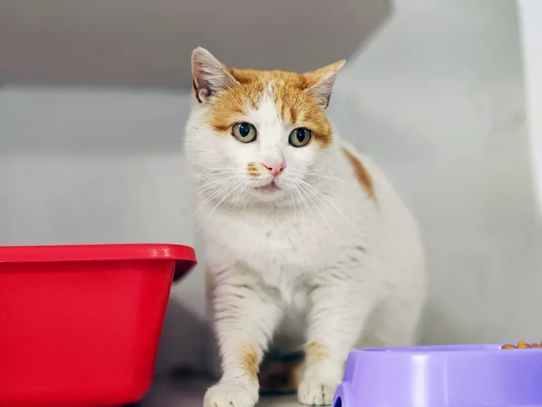 Lucha (Луча), Mixed Breed (Happy Paw Kyiv)