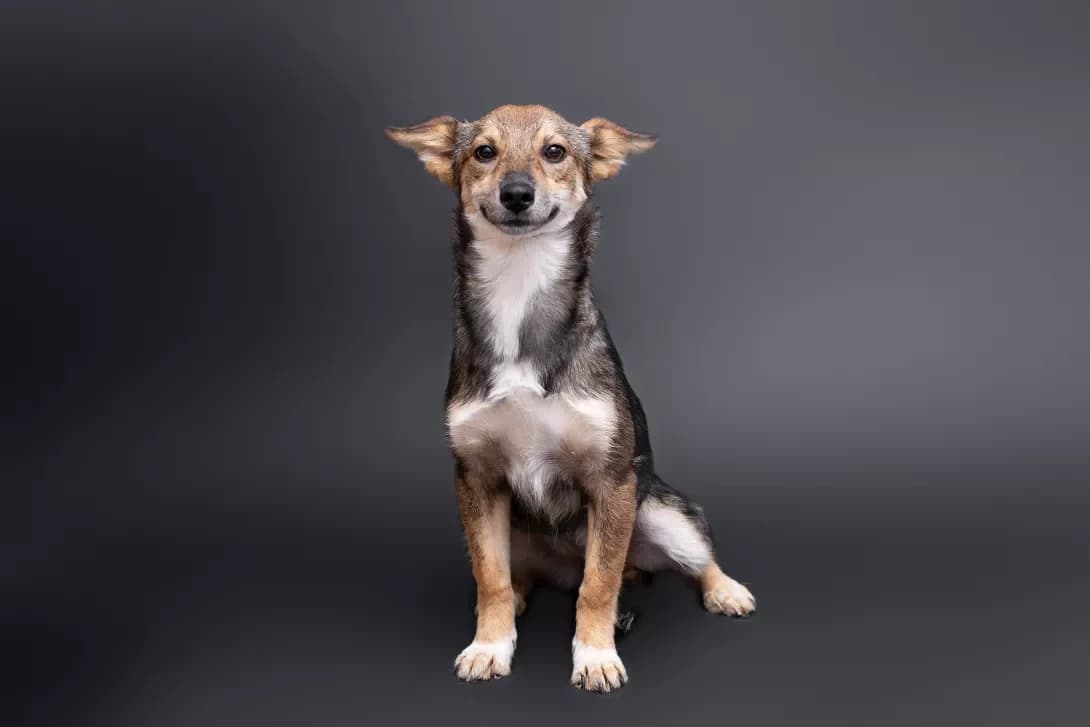 Flabi (Флабі), Mixed Breed (Happy Paw Kyiv Oblast)