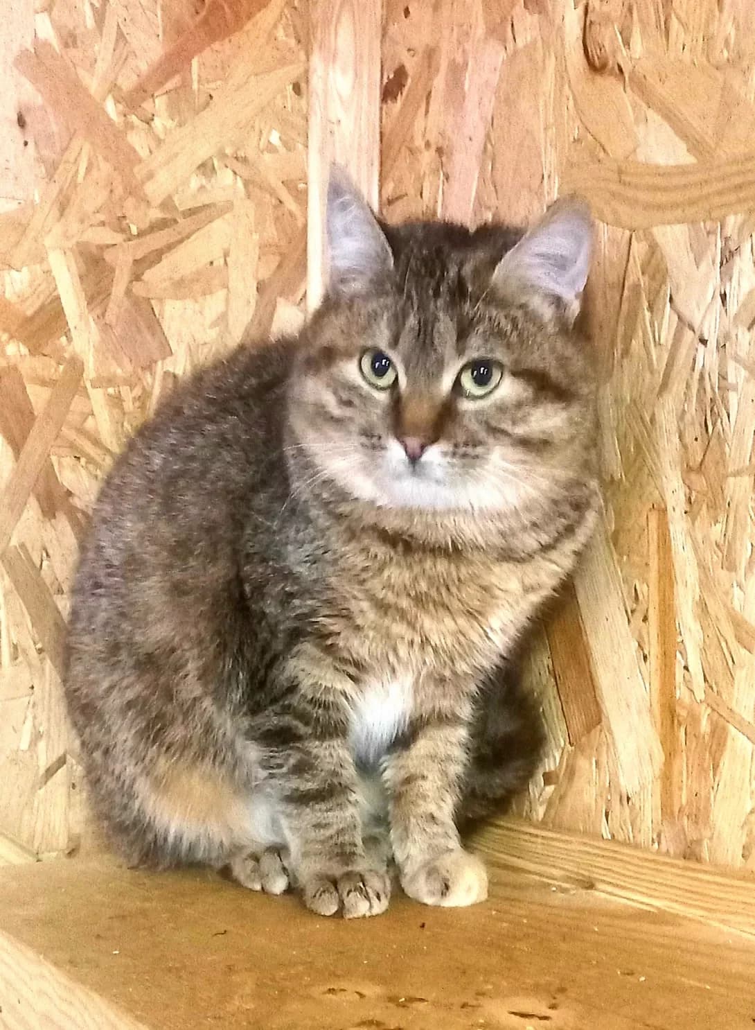 Zayka (Зайка), female 3yo Mixed Breed for adoption at Happy Paw Kirovohrad