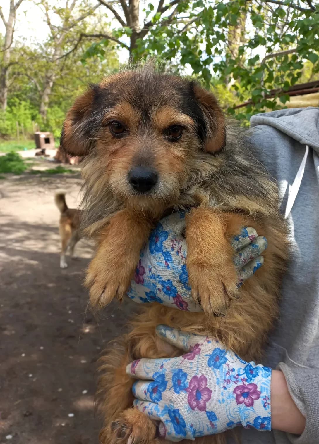 Dzhek-gorobets (Джек-горобець), Mixed Breed (Happy Paw Kirovohrad)