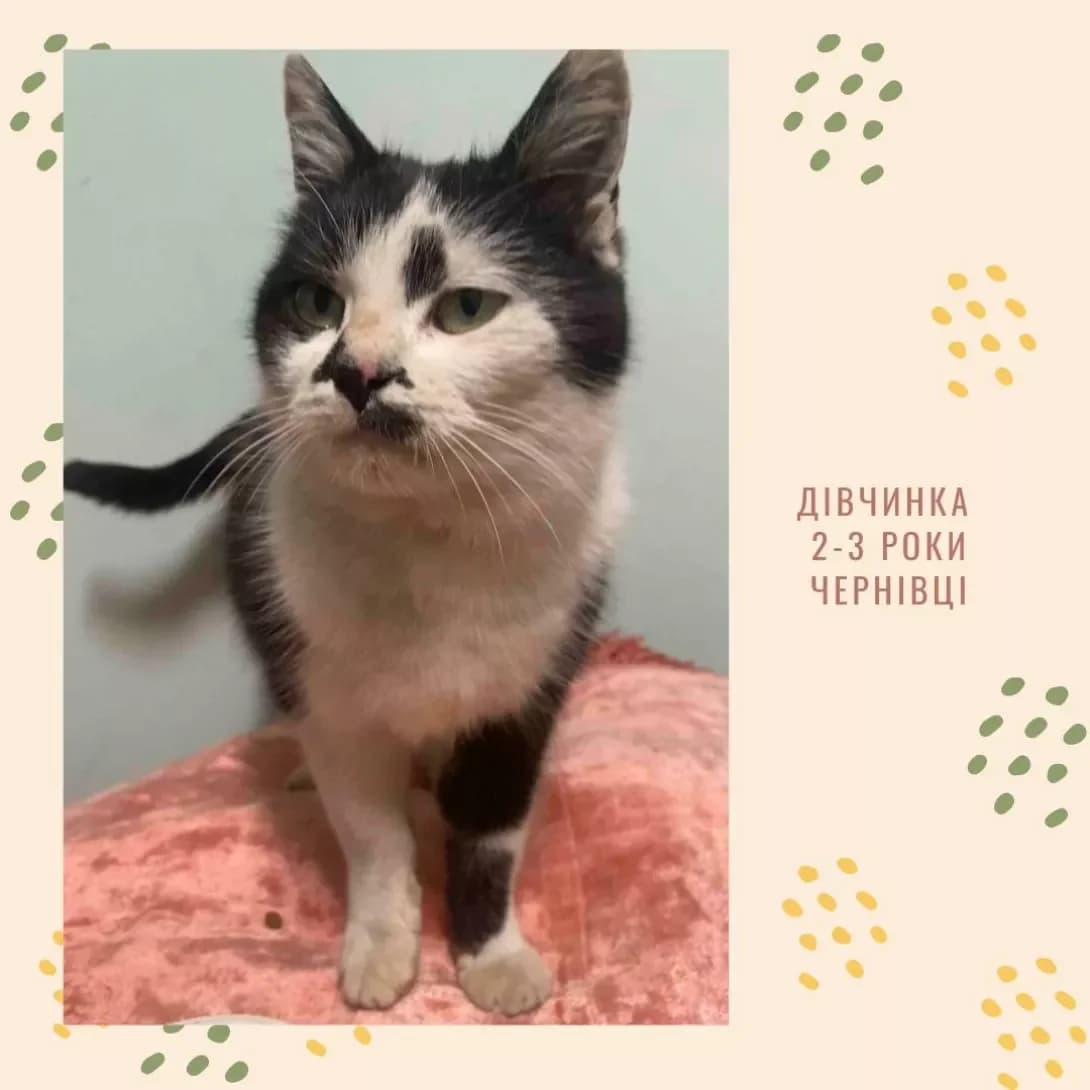 Kitsya (Киця), female 4yo Mixed Breed for adoption at Happy Paw Chernivtsi Oblast