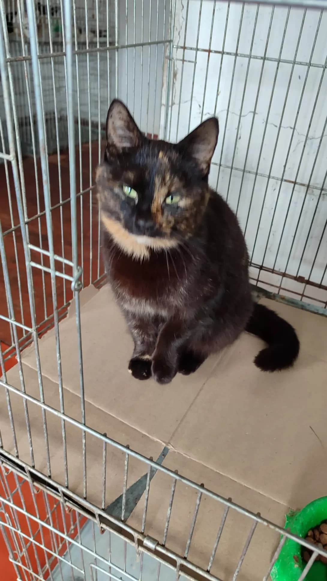 Grechka (Гречка), Mixed Breed (Happy Paw Kirovohrad)