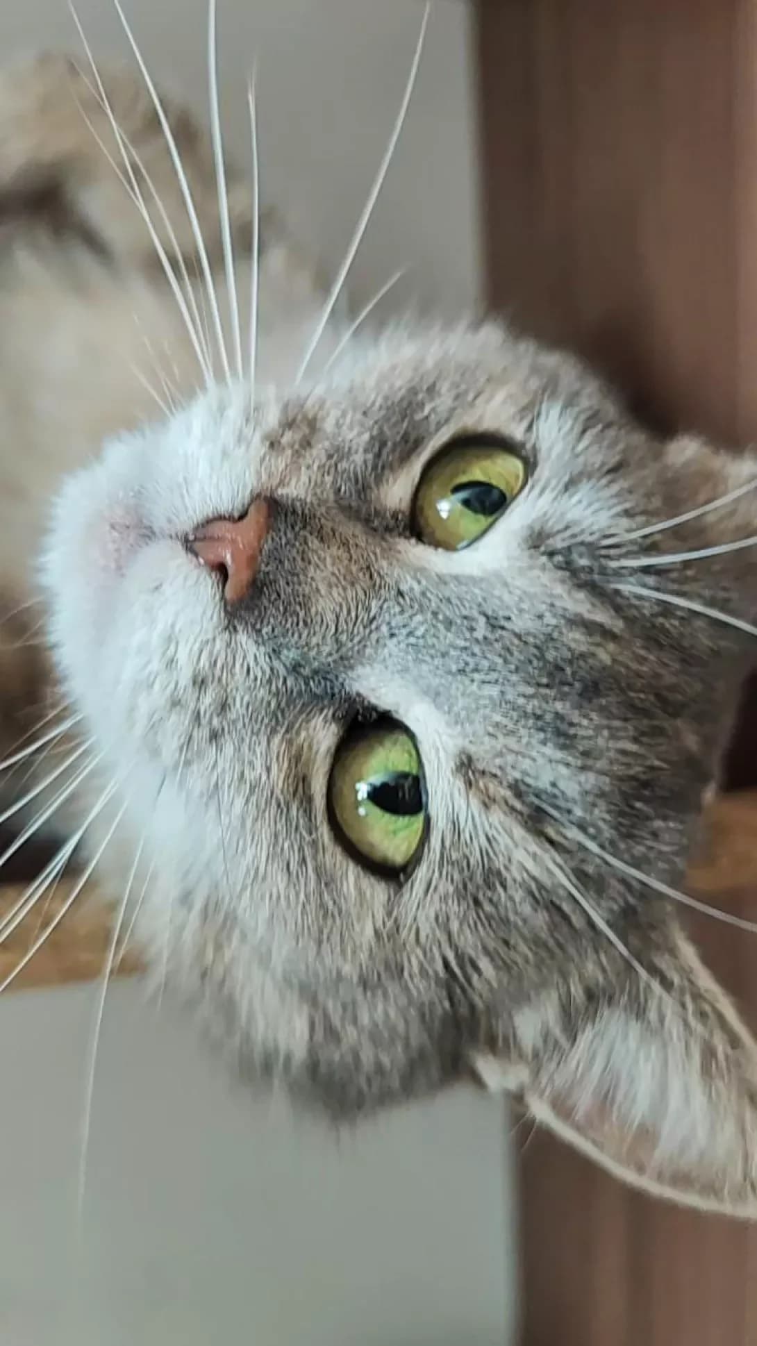 Lolya (Льоля), Mixed Breed (Happy Paw Kyiv)