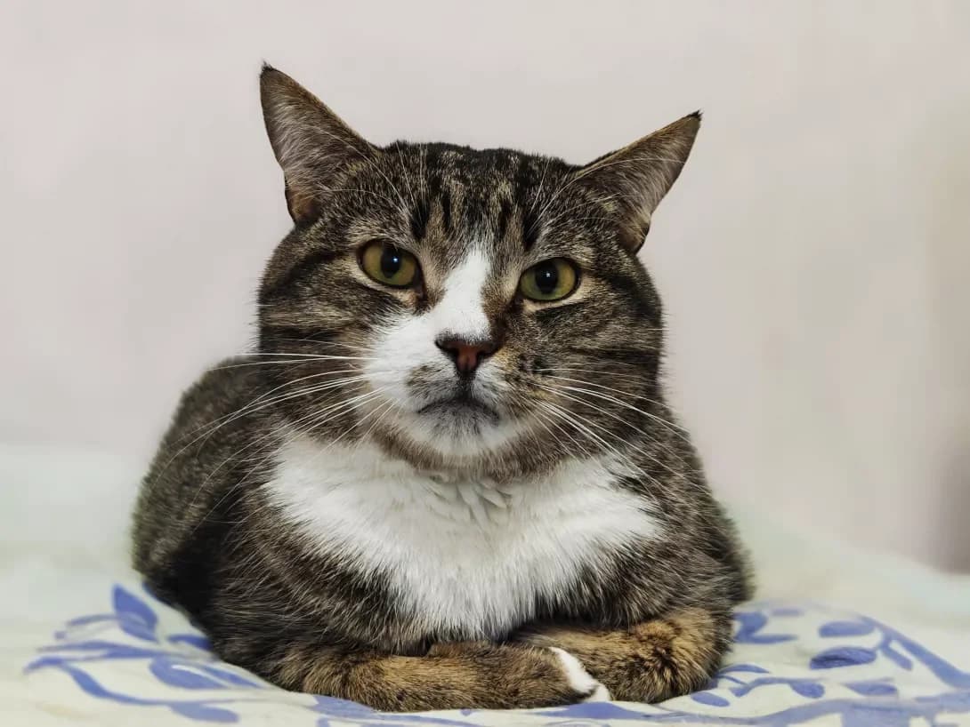 Kabachok (Кабачок), Mixed Breed (Happy Paw Kyiv)