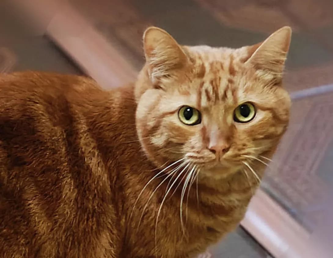 Gold (Голд), Mixed Breed (Happy Paw Kyiv)