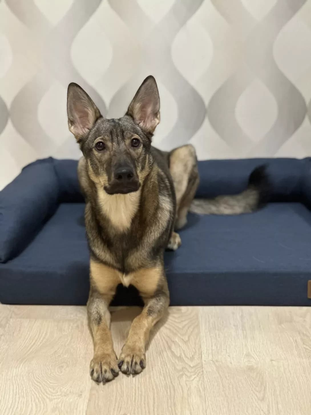 Monika (Моніка), female young Mixed Breed for adoption at Happy Paw Kyiv