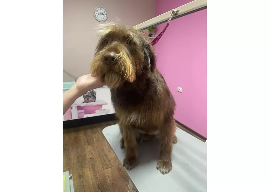 Oskar (Оскар), male young Mixed Breed for adoption at Happy Paw Kyiv