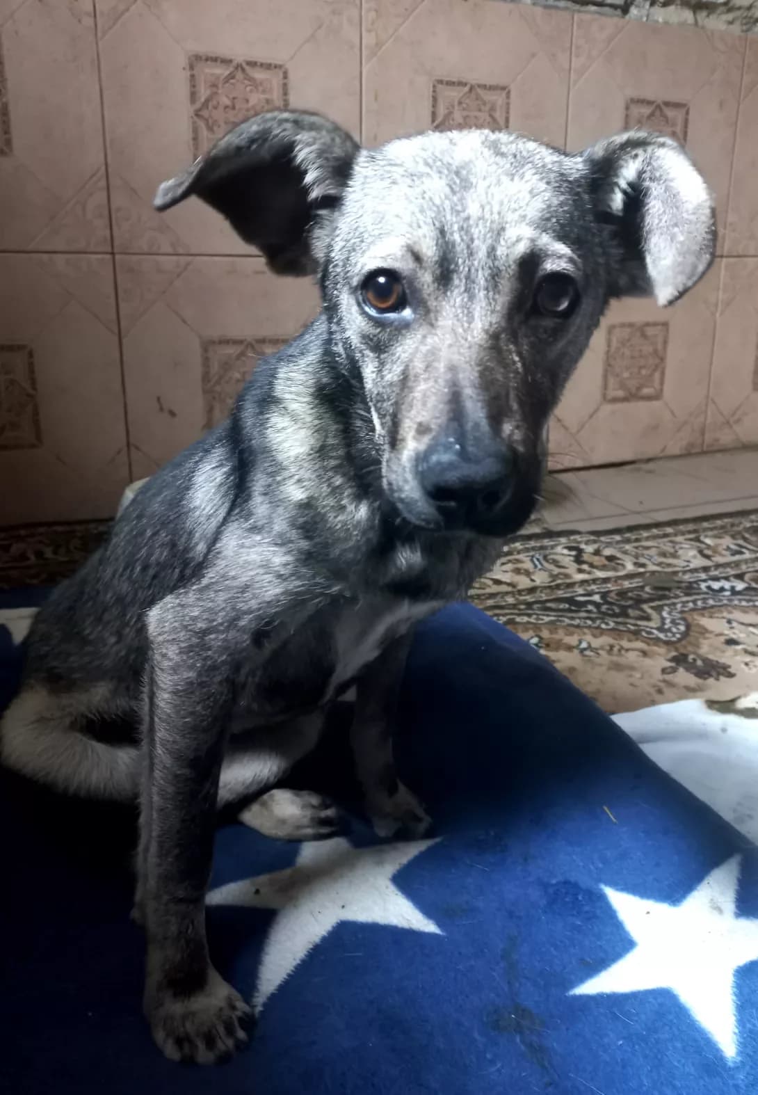 Fortuna (Фортуна), Mixed Breed (Happy Paw Kirovohrad)
