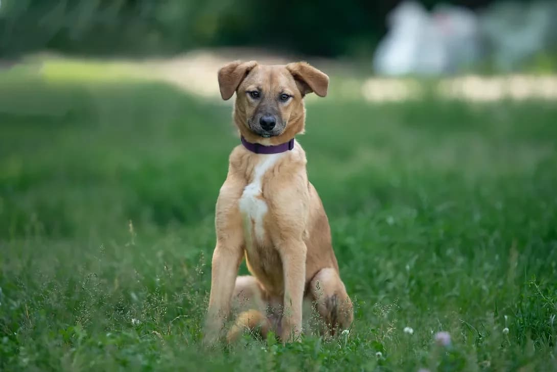 Emma (Емма), Mixed Breed (Happy Paw Kyiv Oblast)