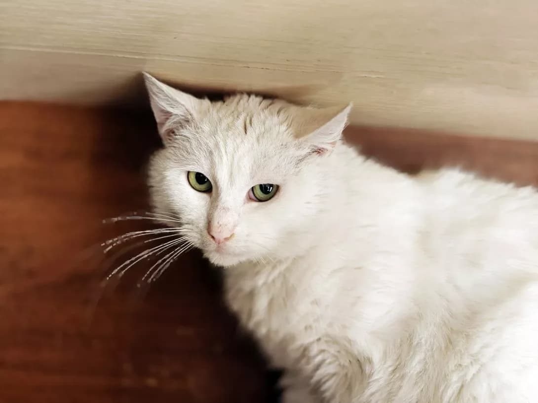 Bilyashik (Біляшик), Mixed Breed (Happy Paw Kyiv)