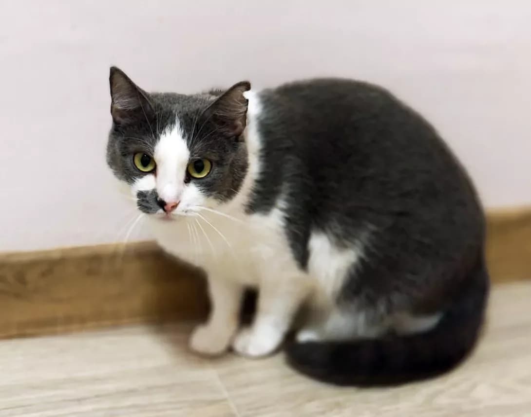 Siri (Сірі), Mixed Breed (Happy Paw Kyiv)
