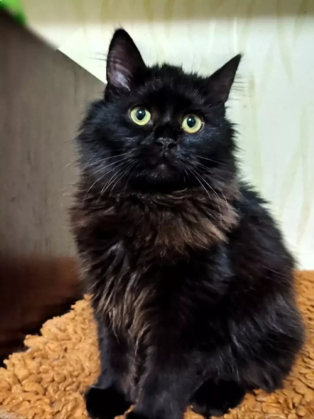 Darsi (Дарсі), Mixed Breed (Happy Paw Kyiv)