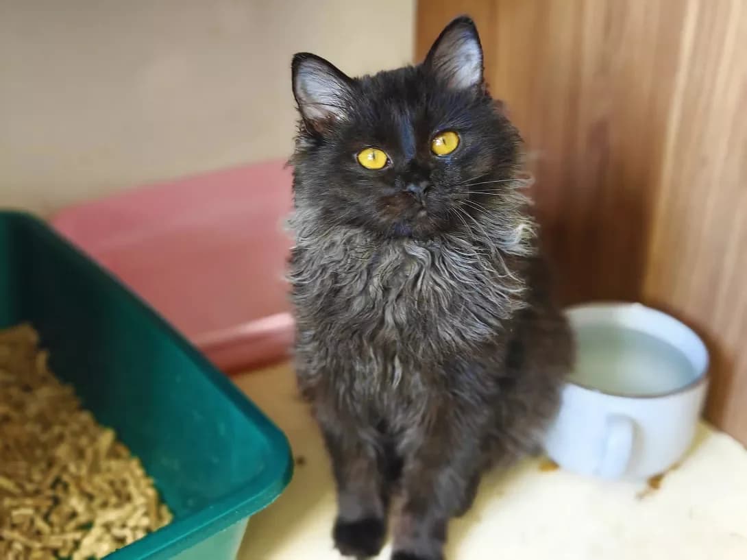 Kay (Кай), Mixed Breed (Happy Paw Kyiv)