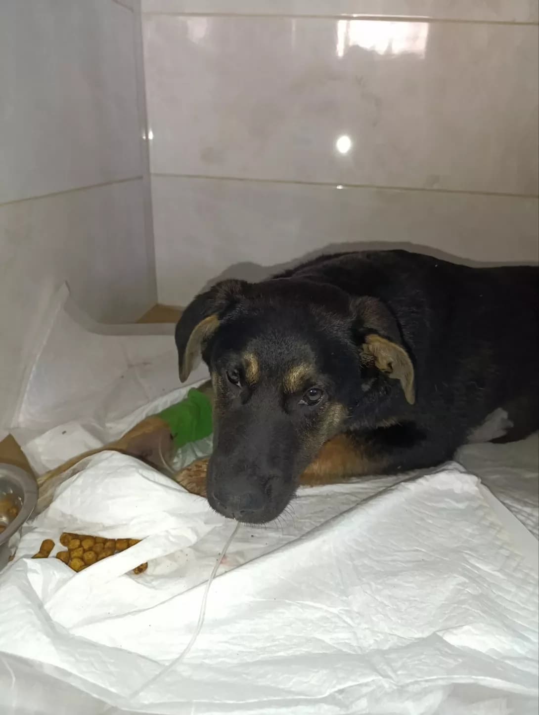 Shakh ( Shakhed) (Шах ( Шахед)), Mixed Breed (Happy Paw Kyiv Oblast)