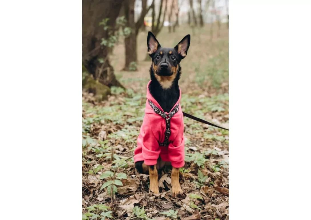 Shebbi (Шеббі), female young Mixed Breed for adoption at Happy Paw Chernivtsi Oblast