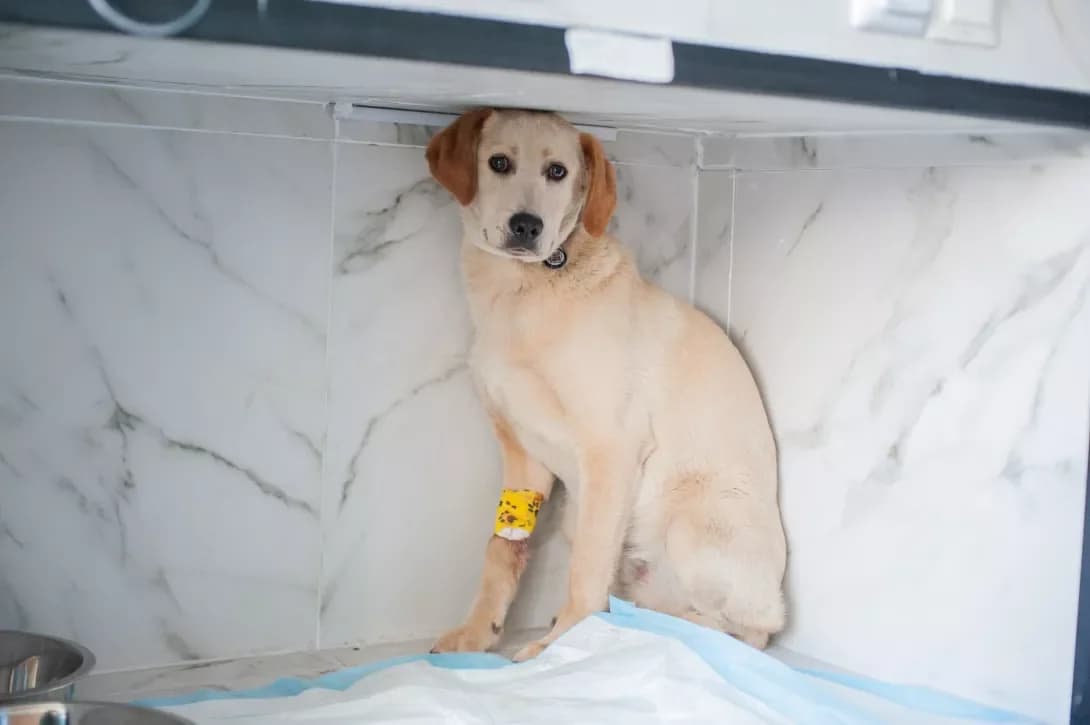 Sem (Сем), male young Mixed Breed for adoption at Happy Paw Kyiv