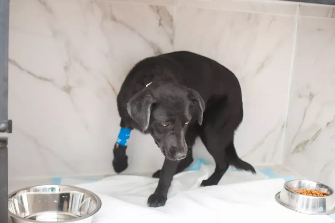 Sara (Сара), female young Mixed Breed for adoption at Happy Paw Kyiv