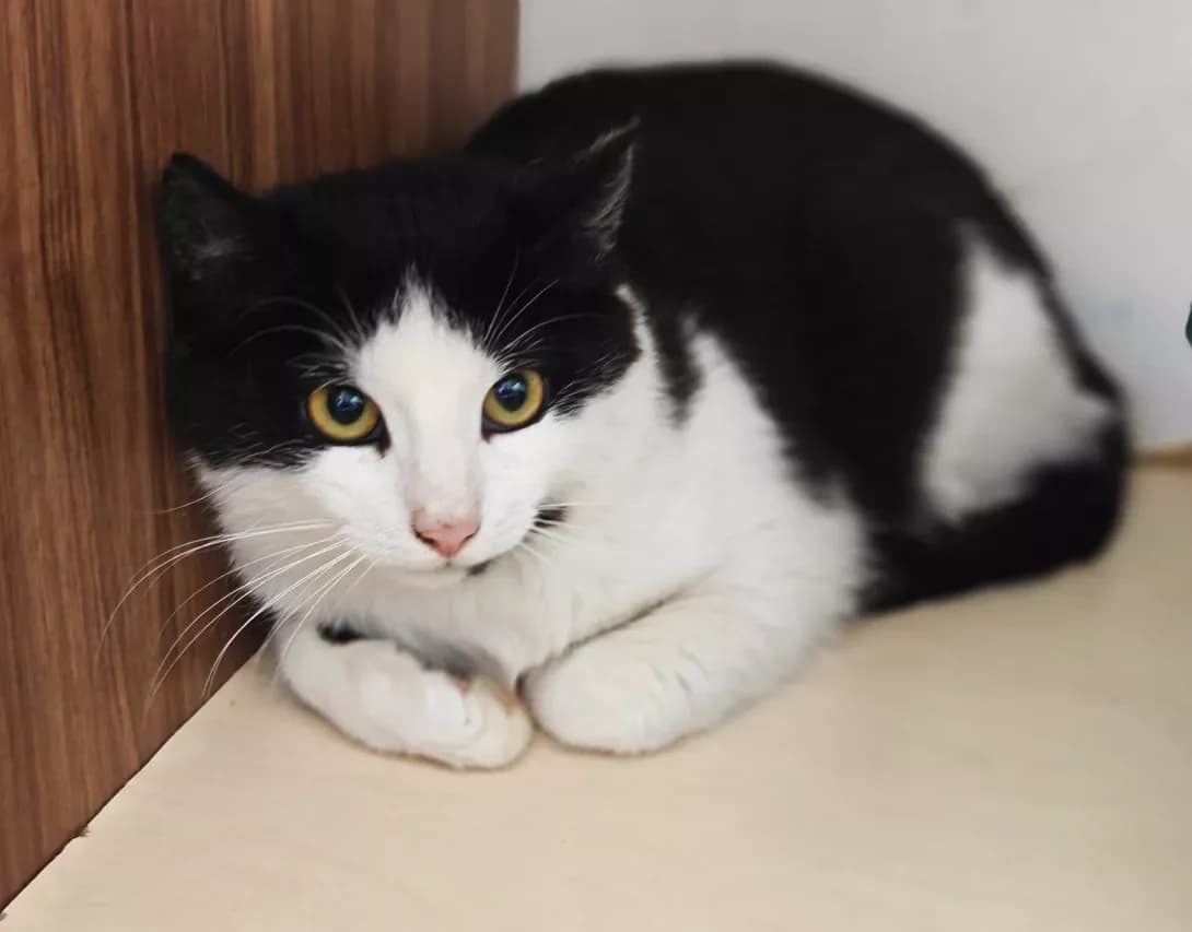 Brendon (Брендон), Mixed Breed (Happy Paw Kyiv)