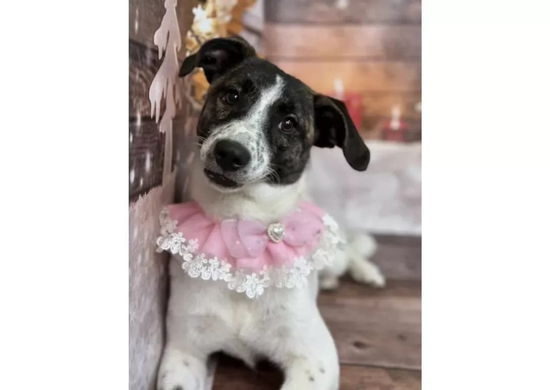 Dora (Дора), Mixed Breed (Happy Paw Kyiv Oblast)
